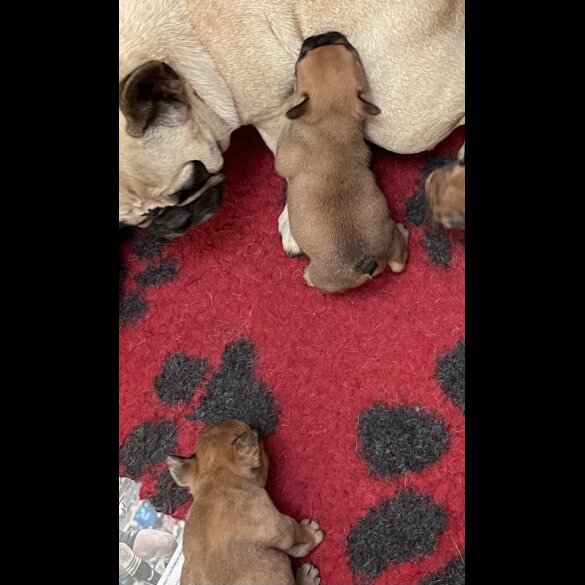 French Bulldog - Bitches