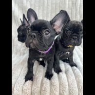 French Bulldog - Both