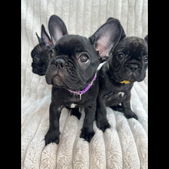 French Bulldog - Both