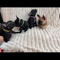 French Bulldog - Both