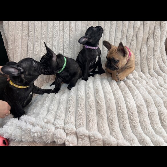 French Bulldog - Both