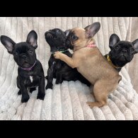 French Bulldog - Both
