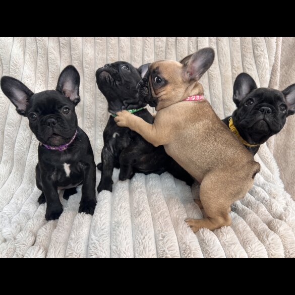 French Bulldog - Both