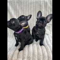 French Bulldog - Both