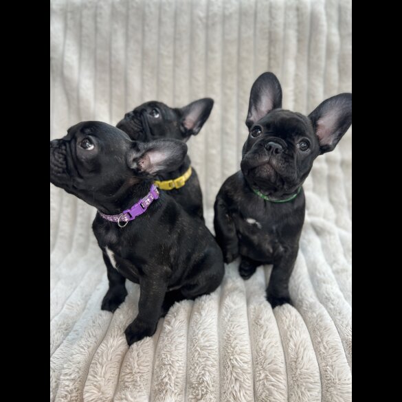 French Bulldog - Both