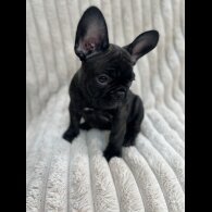 French Bulldog - Both