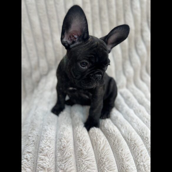 French Bulldog - Both
