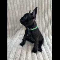 French Bulldog - Both