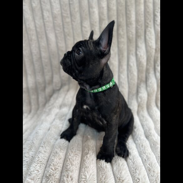 French Bulldog - Both