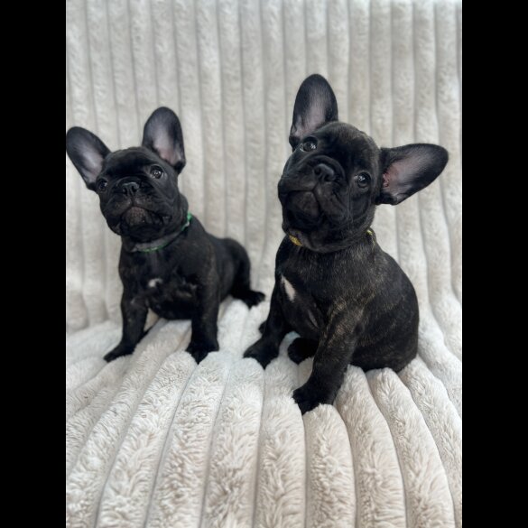 French Bulldog - Both
