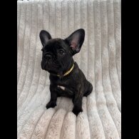 French Bulldog - Both