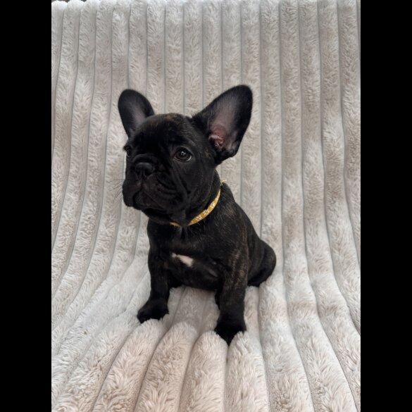 French Bulldog - Both