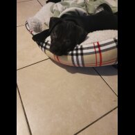 French Bulldog - Bitches