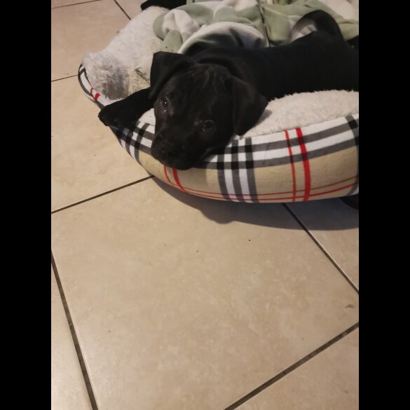 French Bulldog - Bitches