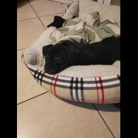 French Bulldog - Bitches
