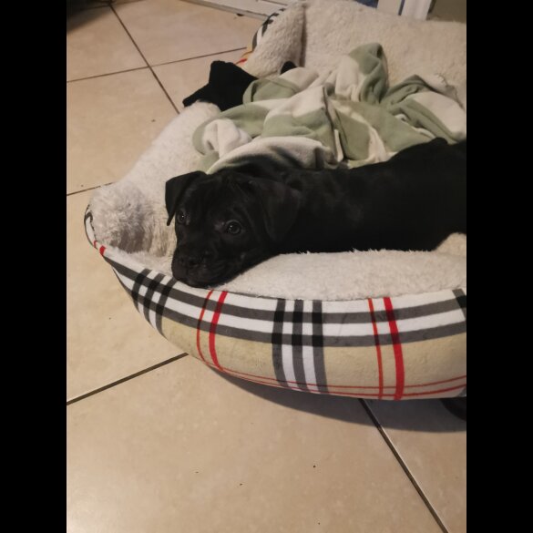 French Bulldog - Bitches