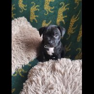 French Bulldog - Bitches