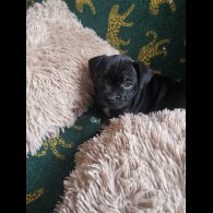 French Bulldog - Bitches