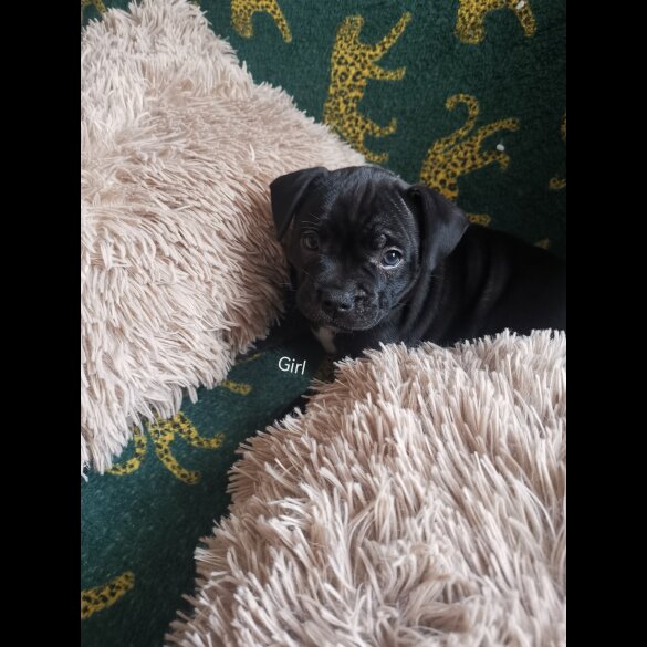 French Bulldog - Bitches
