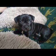 French Bulldog - Bitches