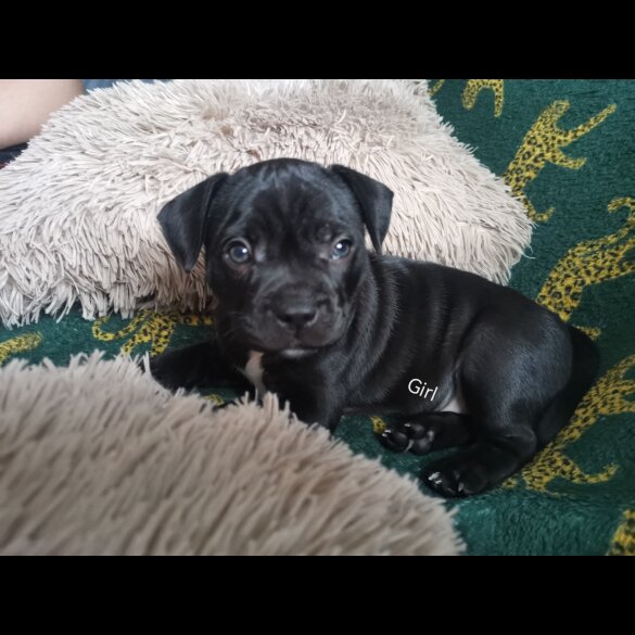 French Bulldog - Bitches