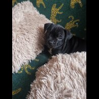 French Bulldog - Bitches