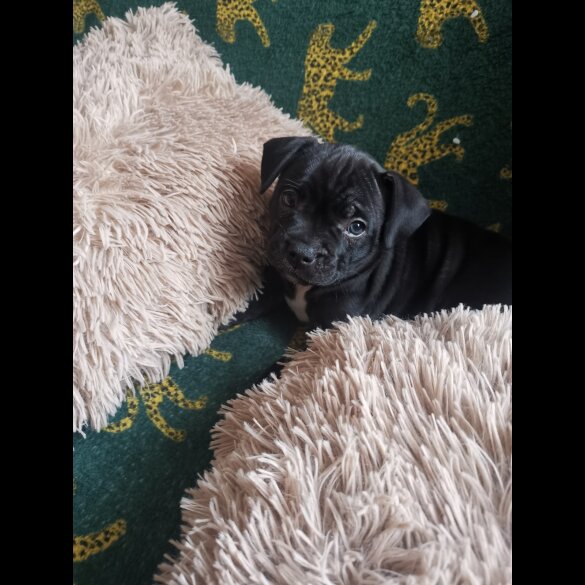 French Bulldog - Bitches