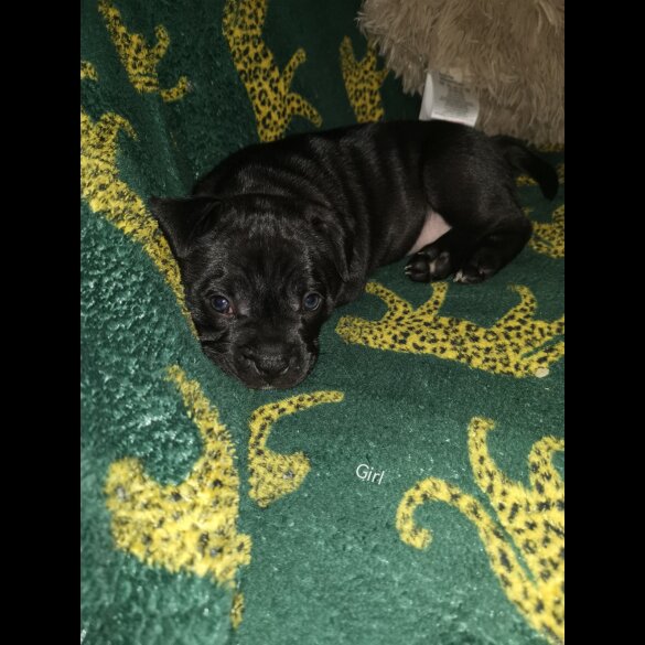 French Bulldog - Bitches
