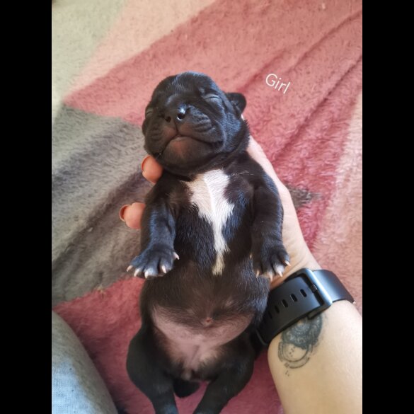French Bulldog - Bitches