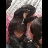 French Bulldog - Bitches