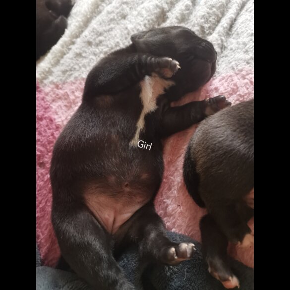 French Bulldog - Bitches