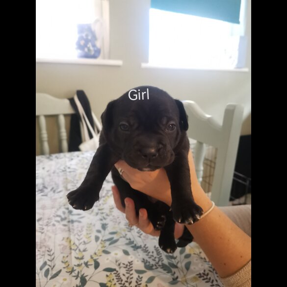French Bulldog - Bitches