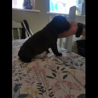 French Bulldog - Bitches