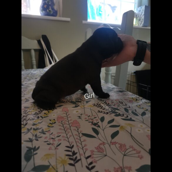 French Bulldog - Bitches