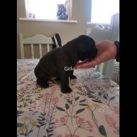 French Bulldog - Bitches