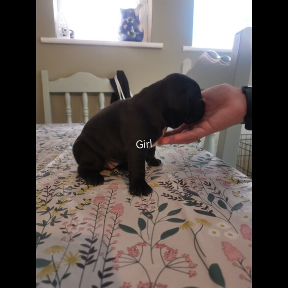 French Bulldog - Bitches