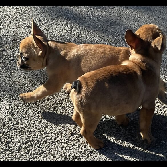 French Bulldog - Bitches