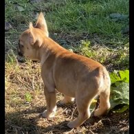French Bulldog - Bitches