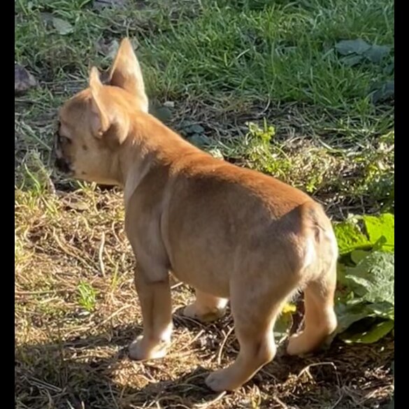 French Bulldog - Bitches
