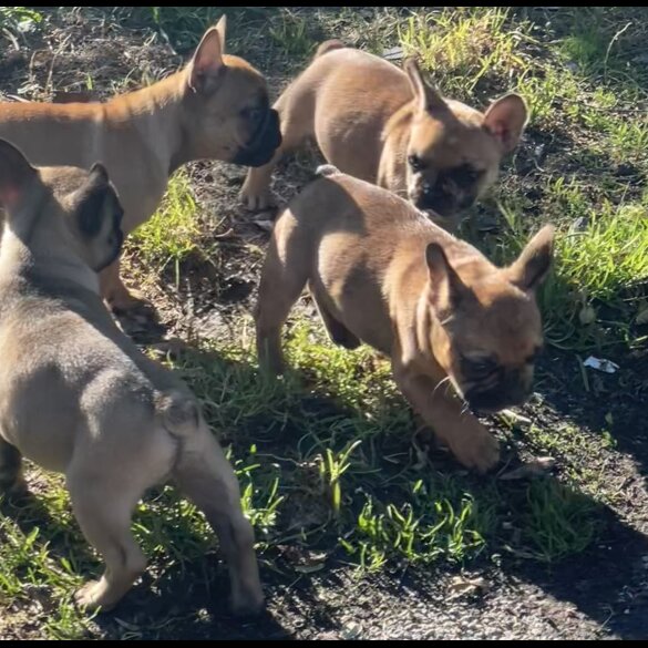French Bulldog - Bitches