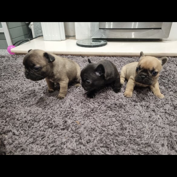 French Bulldog - Bitches