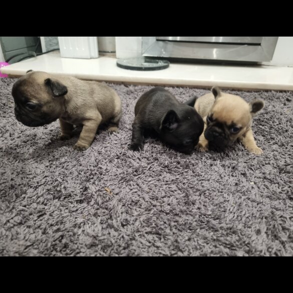 French Bulldog - Bitches