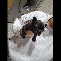 French Bulldog - Bitches