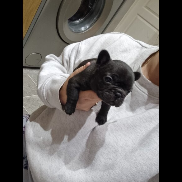 French Bulldog - Bitches