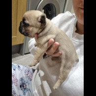 French Bulldog - Bitches