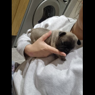 French Bulldog - Bitches