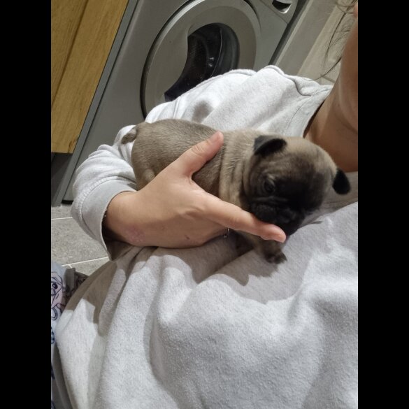 French Bulldog - Bitches