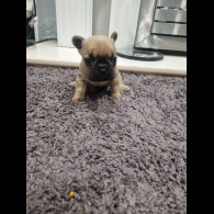 French Bulldog - Bitches