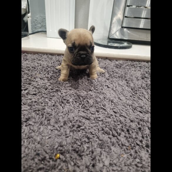 French Bulldog - Bitches