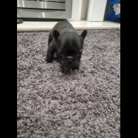 French Bulldog - Bitches